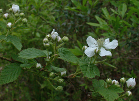 Northern Dewberry