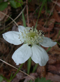 Northern Dewberry