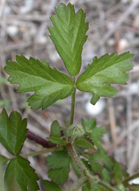 Northern Dewberry