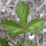 Northern Dewberry Northern Dewberry