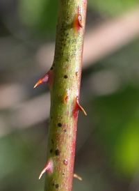 Northern Dewberry