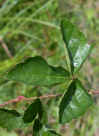 Bristly Dewberry