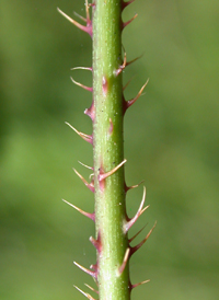 Bristly Dewberry