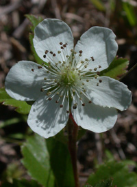 Bristly Dewberry