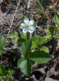 Bristly Dewberry