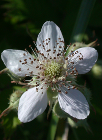 Cut-leaved Blackberry