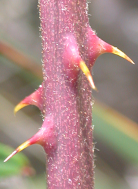 Cut-leaved Blackberry