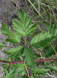 Cut-leaved Blackberry