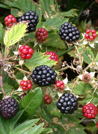 Cut-leaved Blackberry