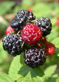 Black Raspberry