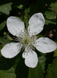 Pennsylvania Blackberry