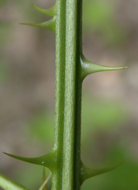 Pennsylvania Blackberry