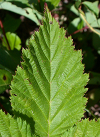 Pennsylvania Blackberry