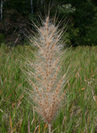 Sugarcane plume-grass