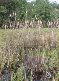 Sugarcane plume-grass