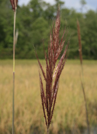 Sugarcane plume-grass