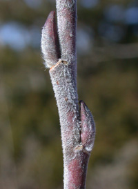 Missouri Willow