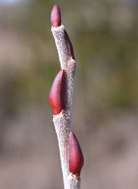 Missouri Willow