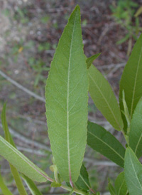 Missouri Willow