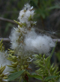 Missouri Willow