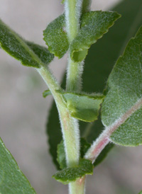 Missouri Willow