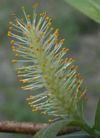 Missouri Willow