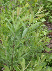 Prairie Willow