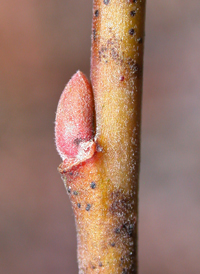 Prairie Willow