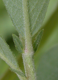 Prairie Willow