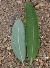 Prairie Willow