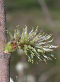 Prairie Willow