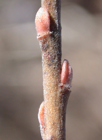 Dwarf Prairie Willow