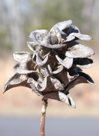 Dwarf Prairie Willow