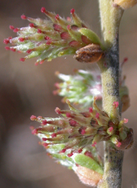 Dwarf Prairie Willow