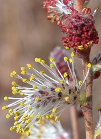 Dwarf Prairie Willow