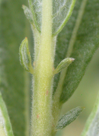 Dwarf Prairie Willow