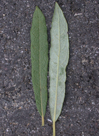 Dwarf Prairie Willow