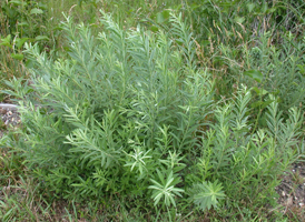 Dwarf Prairie Willow