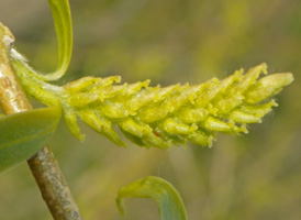 Weeping Crack Willow