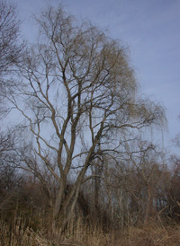 Weeping Crack Willow