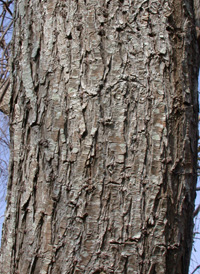 Weeping Crack Willow