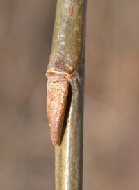 Weeping Crack Willow