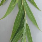 Golden Weeping Willow Golden Weeping Willow