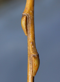 Golden Weeping Willow