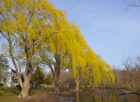 Golden Weeping Willow