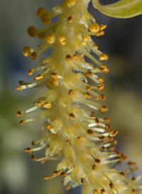 Golden Weeping Willow