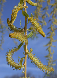 Golden Weeping Willow