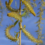 Golden Weeping Willow