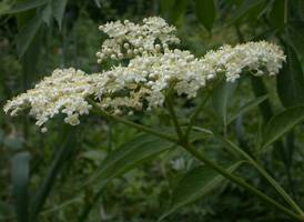 American Elder