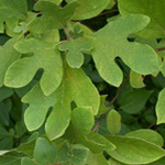 Sassafras Sassafras